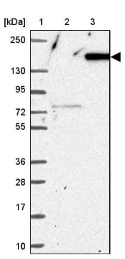 WDR66 Antibody, Novus Biologicals 25 &mu;L | Buy Online | Novus Biologicals | Fisher Scientific